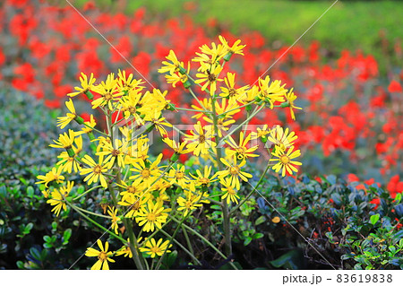 黄色いツワブキの花(赤いサルビアの背景) 黄色いツワブキの花(赤いサルビアの背景) 83619838