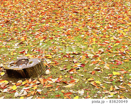 切り株のまわりの紅葉（桜の葉） 83620049