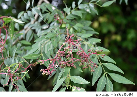 イヌザンショウの実 イヌザンショウの実 83620094