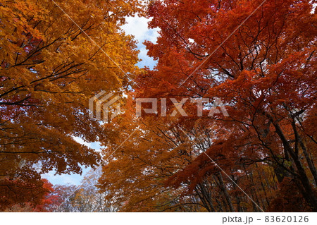 奥飛騨温泉郷の鍋平高原の紅葉 奥飛騨温泉郷の鍋平高原の紅葉 83620126