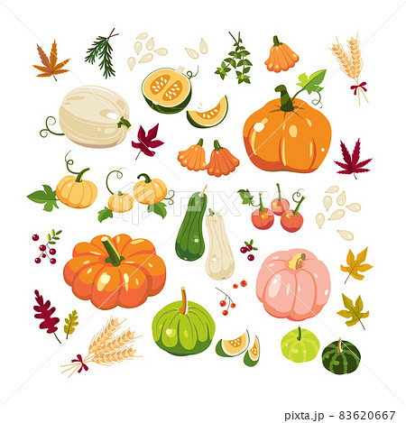 カボチャ かぼちゃ 南瓜 83620667
