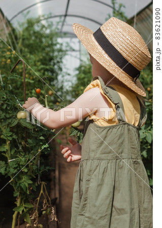 A little girl in a straw hat is picking tomatoes in a greenhouse. Harvest concept. 83621090