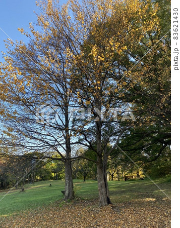 仲良く並ぶ2本の木と紅葉 仲良く並ぶ2本の木と紅葉 83621430