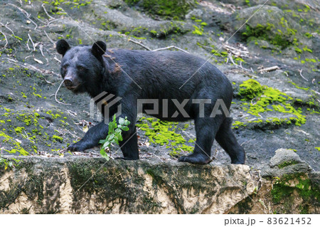 多摩動物公園, ツキノワグマ 多摩動物公園, ツキノワグマ 83621452