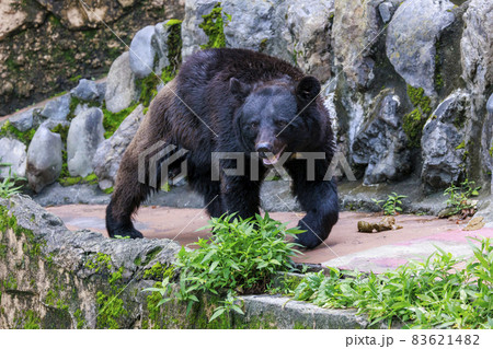 多摩動物公園, ツキノワグマ 83621482