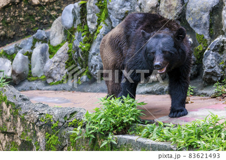多摩動物公園, ツキノワグマ 多摩動物公園, ツキノワグマ 83621493