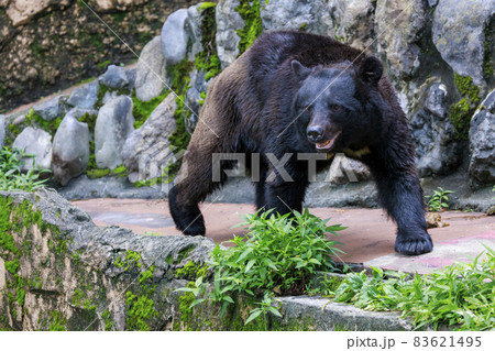 多摩動物公園, ツキノワグマ 83621495
