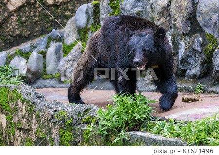 多摩動物公園, ツキノワグマ 83621496