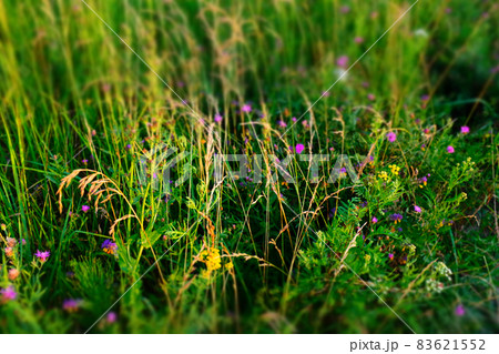 Selective focus: field herbs on meadow, top view. Colorful grass field background for design or project. Summer meadowland texture. High-quality photo Selective focus: field herbs on meadow, top view. Colorful grass field background for design or project. Summer meadowland texture. High-quality photo 83621552