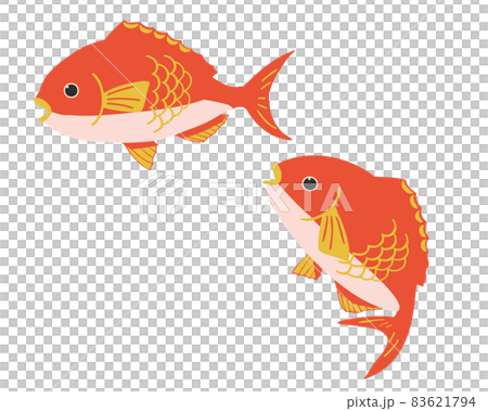 美麗的鯛魚 83621794