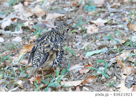 トラツグミ 83621923