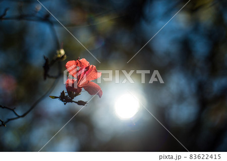 一輪の小さい花と光 83622415