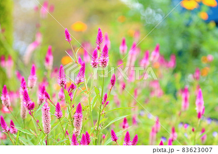 ノゲイトウの花 83623007