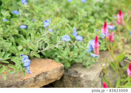 アメリカンブルーの花 83623009
