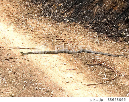 Python Bushfire Survivor Python Bushfire Survivor 83623066