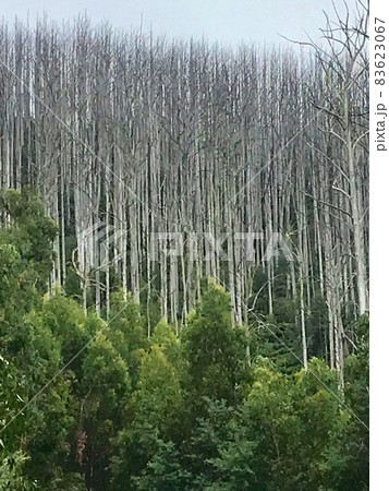 Old Burned Forest Old Burned Forest 83623067