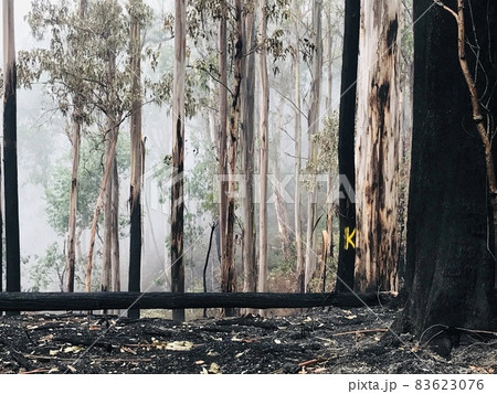 Australian outback post-bushfire with a yellow K on a tree 83623076