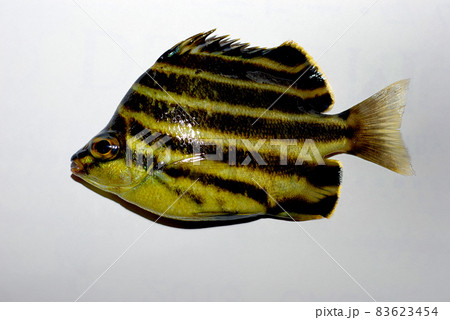 カゴカキダイを白バックで カゴカキダイを白バックで 83623454