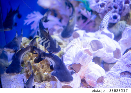 水槽の中の熱帯魚 魚 水槽の中の熱帯魚 魚 83623557