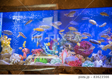 水槽の中の熱帯魚　魚 83623566