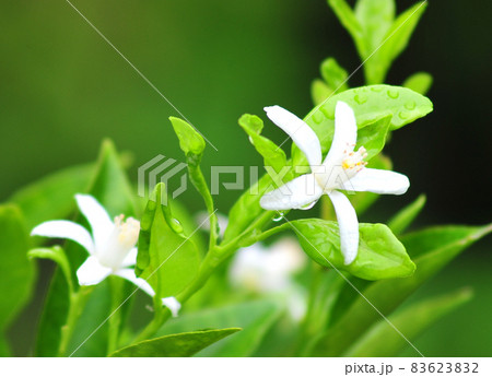 雨上がりのミカンの白い花（緑背景）　雨露纏うミカンの白い花（緑背景） 83623832