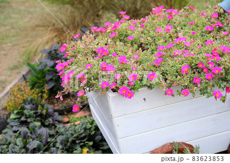 ポーチュラカの花 83623853