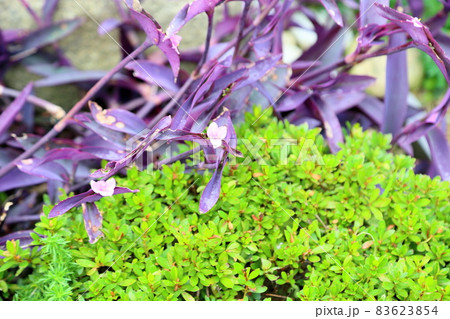 ムラサキツユクサの花 ムラサキツユクサの花 83623854