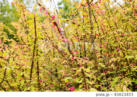色づくニシキギの葉 83623855