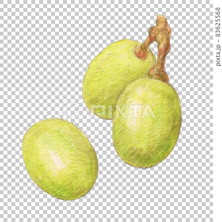 シャインマスカット3粒 水彩色鉛筆イラストのイラスト素材 [83625568