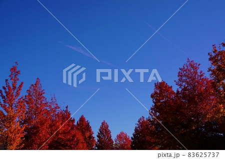 青空と紅葉 秋イメージ赤く染まった木々 青空と紅葉 秋イメージ赤く染まった木々 83625737