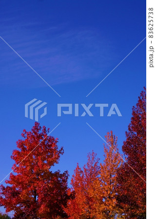 青空と紅葉 秋イメージ赤く染まった木々 青空と紅葉 秋イメージ赤く染まった木々 83625738