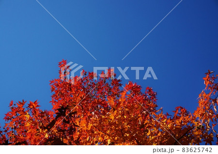 青空と紅葉　秋イメージ赤く染まった木々 83625742