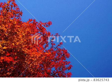 青空と紅葉 秋イメージ赤く染まった木々 青空と紅葉 秋イメージ赤く染まった木々 83625743