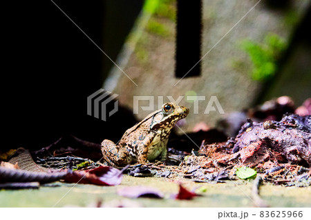 Small cute toad or frog with brown spots and golden eyes Small cute toad or frog with brown spots and golden eyes 83625966