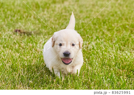 Happy golden retriever running towards camera in grass Happy golden retriever running towards camera in grass 83625991