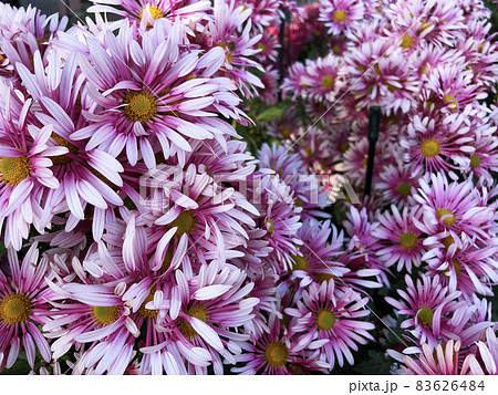 Rare chrysanthemum flower type botanical selection on exhibition 83626484