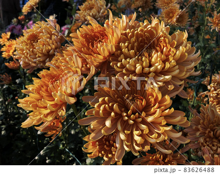 Rare chrysanthemum flower type botanical selection on exhibition 83626488