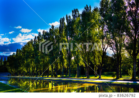 散歩道  鮮やかな空と並ぶ木々、反射する池 83626792