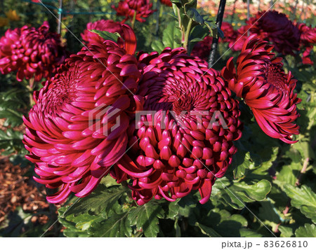 Rare chrysanthemum flower type botanical selection on exhibition 83626810
