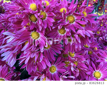 Rare chrysanthemum flower type botanical selection on exhibition 83626813