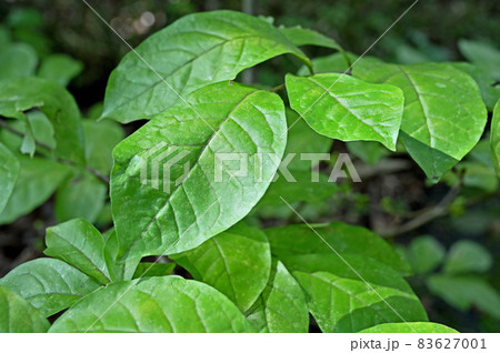 樹木:コクサギ ミカン科 樹木:コクサギ ミカン科 83627001