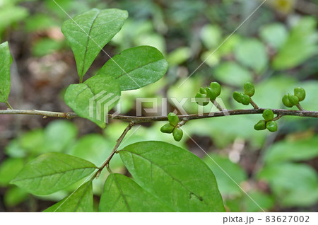 樹木：コクサギ　ミカン科 83627002