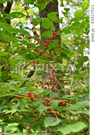 樹木：ウメモドキ　モチノキ科 83627021