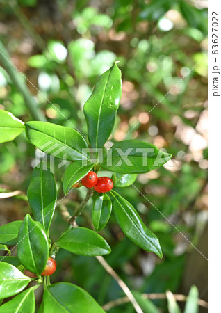 樹木:ヒメアオキ ガリア科 樹木:ヒメアオキ ガリア科 83627022