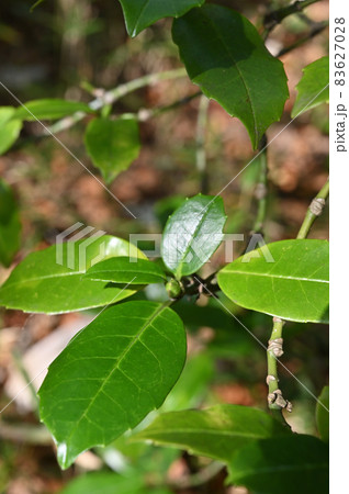樹木：ヒメアオキ　ガリア科 83627028