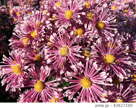 Rare chrysanthemum flower type botanical selection on exhibition Rare chrysanthemum flower type botanical selection on exhibition 83627200