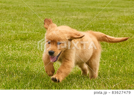 Energetic golden retriever puppy running through grass Energetic golden retriever puppy running through grass 83627479