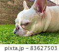 日向ぼっこして芝生で寝るフレンチブルドッグ 83627503