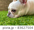 芝生で日向ぼっこするフレンチブルドッグ 83627504