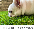 芝生でくつろぐフレンチブルドッグ 83627505